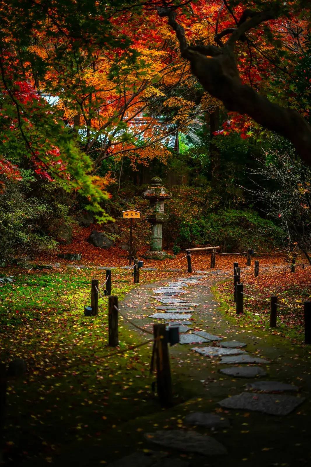 Stiller Tempelgarten-Weg in Kyoto mit steinerner Laterne, gefallenem Laub und herbstlich gefärbtem Ahorn während der Kōyō-Saison