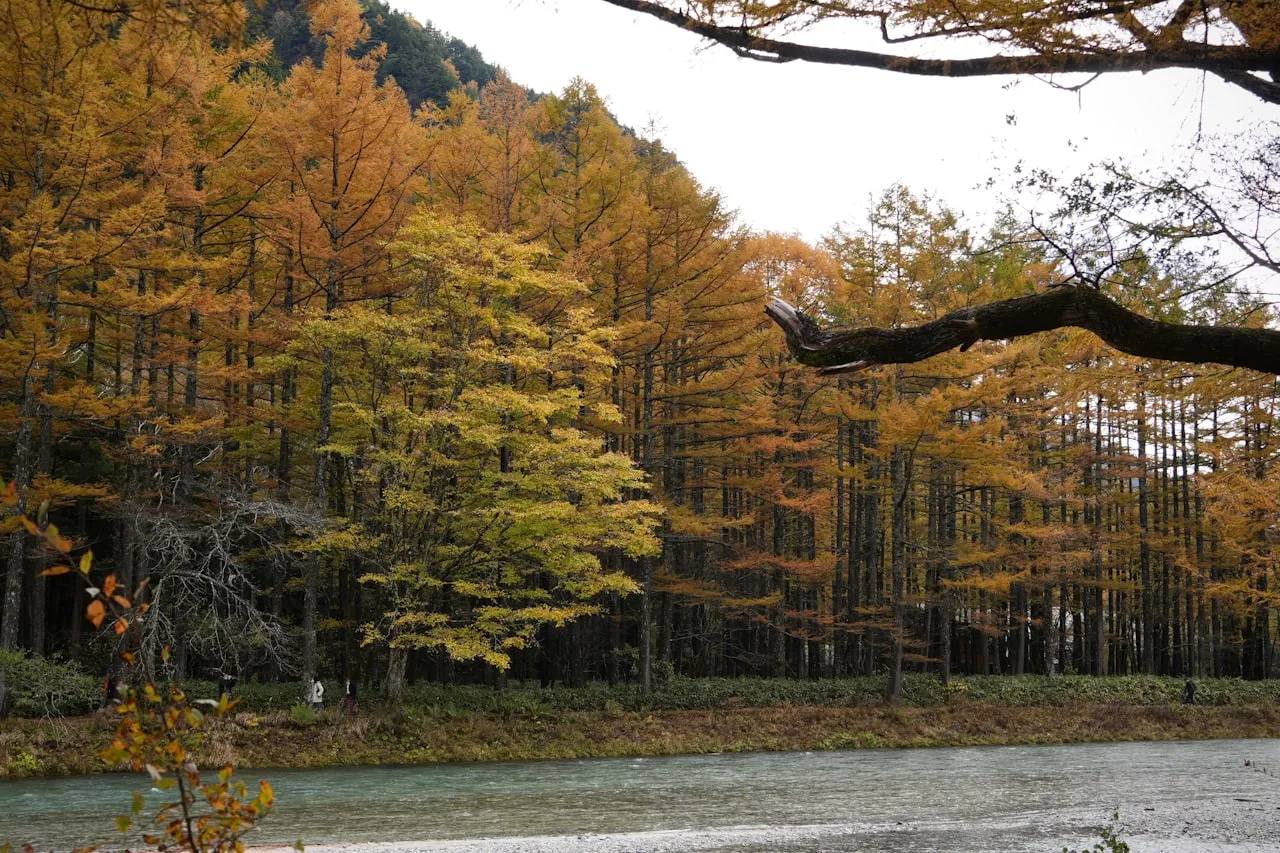 Herbstlich verfärbte Bäume in leuchtendem Rot und Gold entlang eines klaren Gebirgsflusses in Nordjapan — das frühe Herbstlaub in Tōhoku