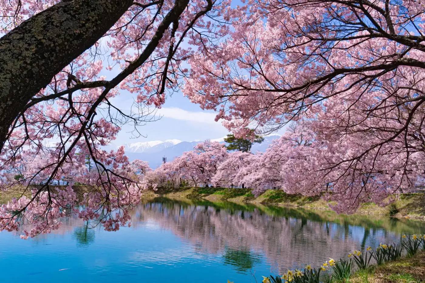 Kirschblüte in Japan 2027 – Kirschbäume in voller Blüte spiegeln sich in einem Fluss, dahinter schneebedeckte Berge