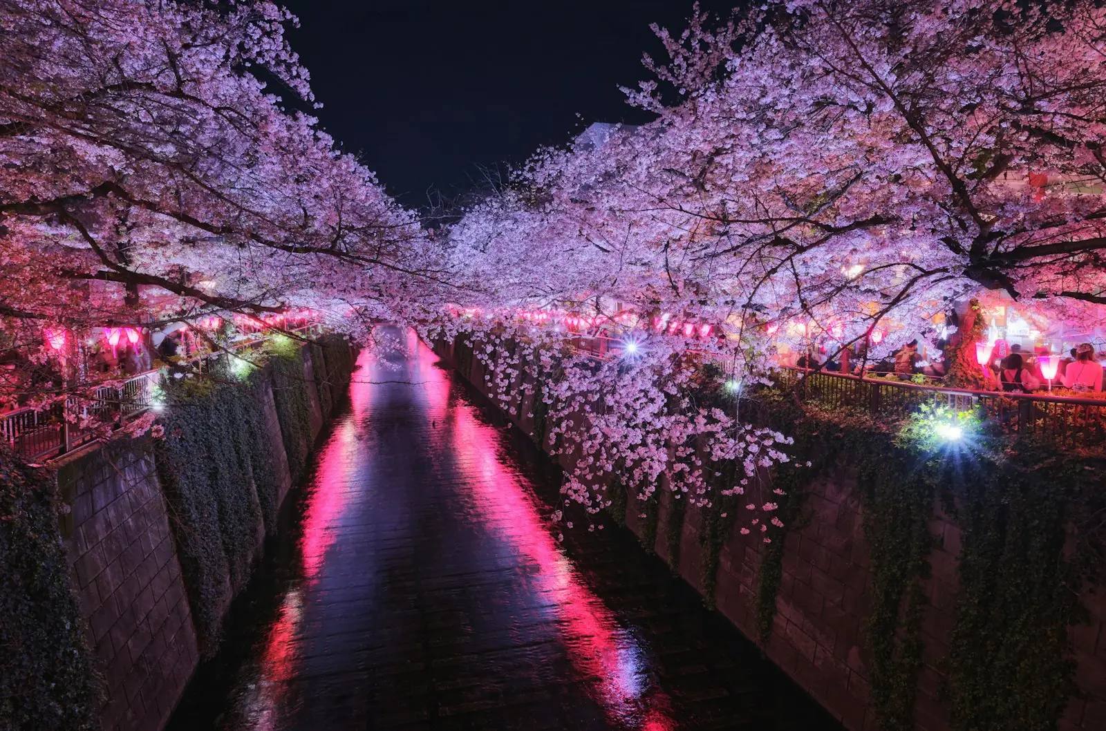Beleuchtete Kirschblüten bei Nacht (Yozakura), die sich in einem Kanal spiegeln