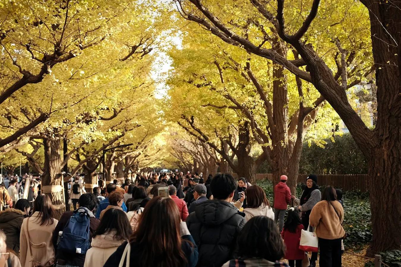 Een menigte onder goudgele ginkgobomen aan de laan in Meiji-Jingu-Gaien in Tokio; de bezoekers dragen winterjassen, gewatteerde jassen en sjaals.