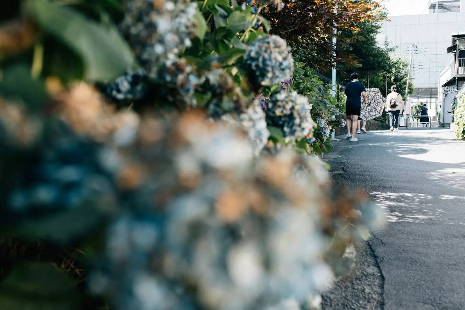 Blauwe hortensia's langs een smal pad in Tokio; in de verte lopen mensen in T-shirt en korte broek, iemand houdt een opengeklapte paraplu vast.