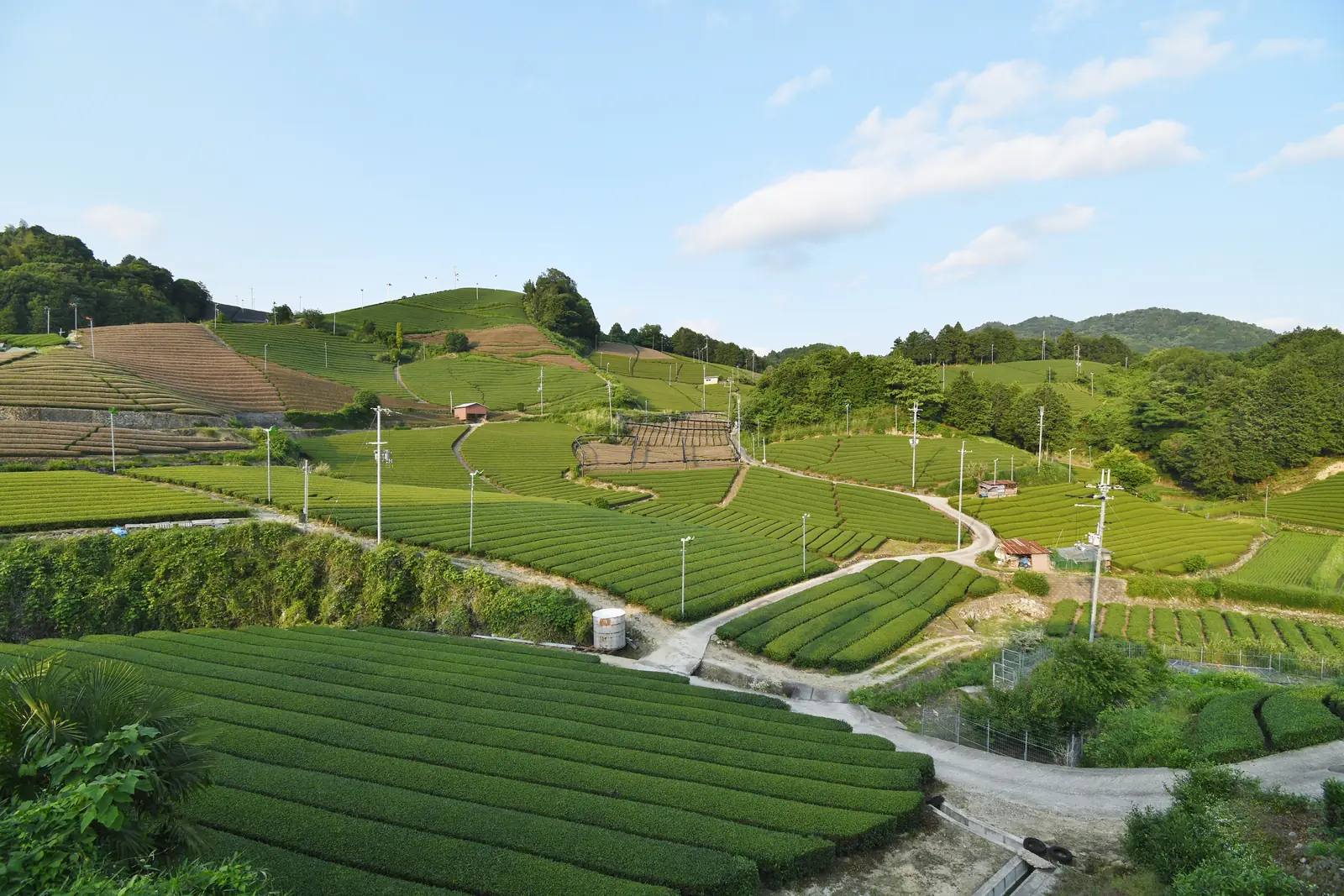 Terrassierte Tee-Felder im Dorf Wazuka bei Kyoto, dem Herzen des Uji-Teeanbaus