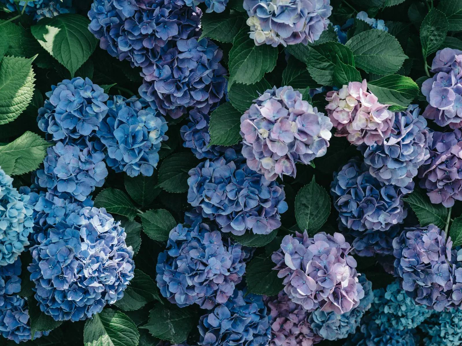 Purpur und weiße Hortensien (Ajisai) in voller Blüte – typisches Bild des japanischen Frühsommers in Tempelgärten