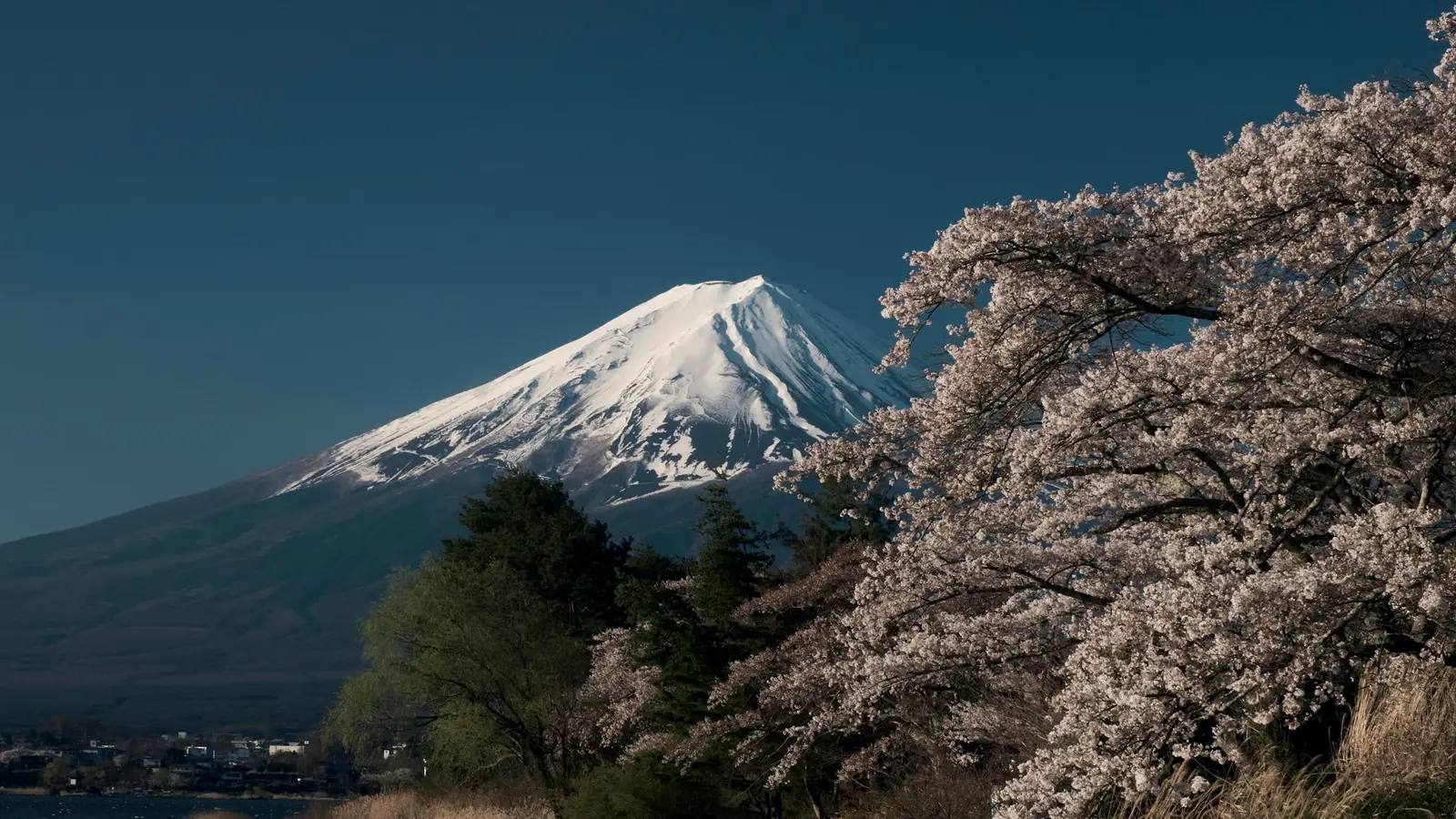 Blühende Kirschbäume (Sakura) in voller Pracht – Japans ikonischer Frühling