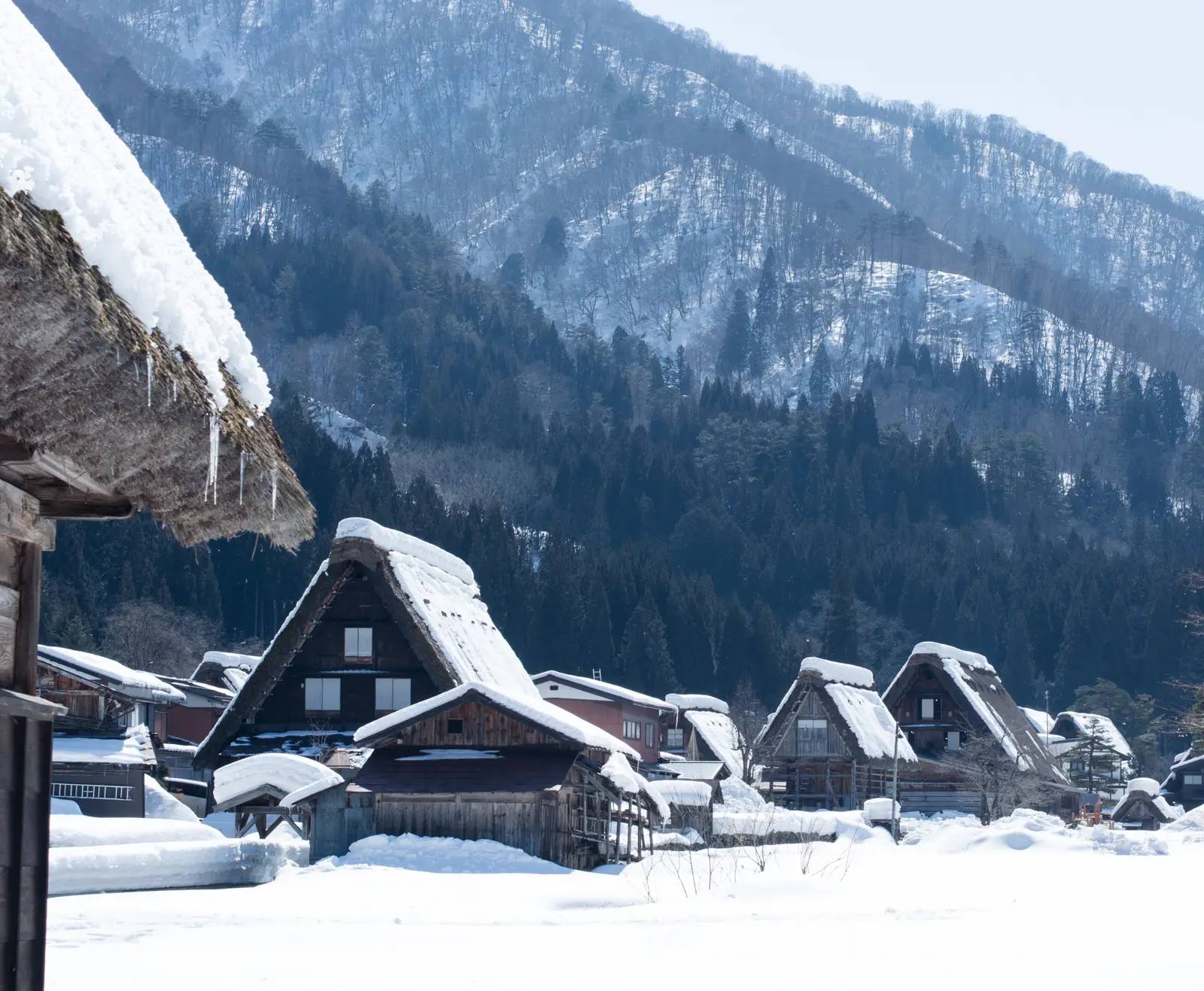 Das verschneite Dorf Shirakawa-gō mit seinen strohgedeckten Gassho-zukuri-Häusern unter tiefem Winterschnee, dahinter bewaldete, schneebedeckte Berge an einem klaren Wintertag
