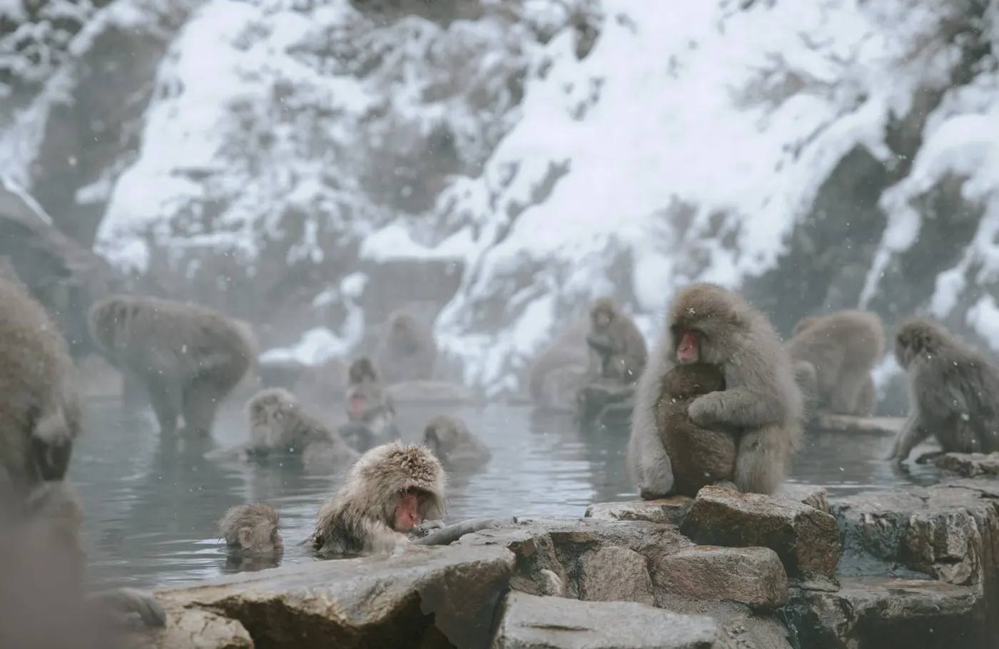 Mehrere Japanmakaken (Schneeaffen) baden bei Schneefall im heißen Quellwasser des Jigokudani Yaen-koen in Nagano
