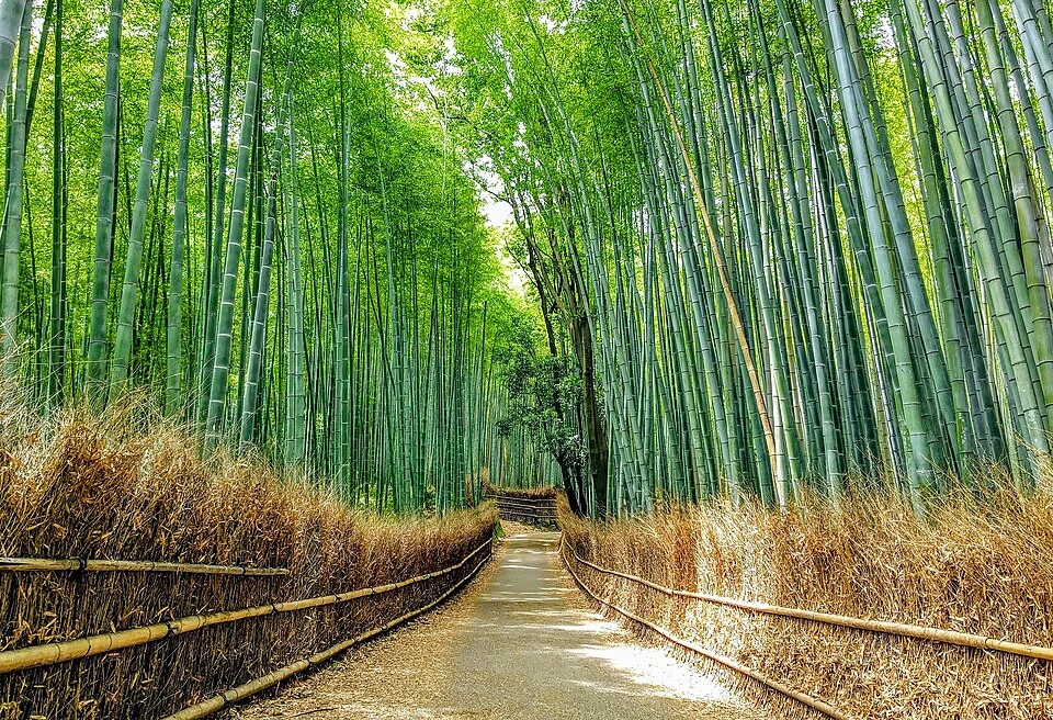 Weg durch den Bambuswald von Arashiyama